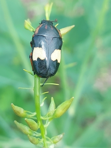 Yellowheart Fruit Chafer