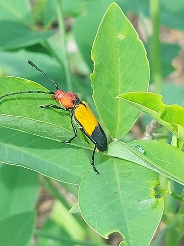 Purpuricenus laetus