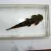 Siamese Bat Catfish - Photo (c) Siriwat Dangsri, all rights reserved, uploaded by Siriwat Dangsri