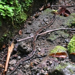 Xenodon rabdocephalus image
