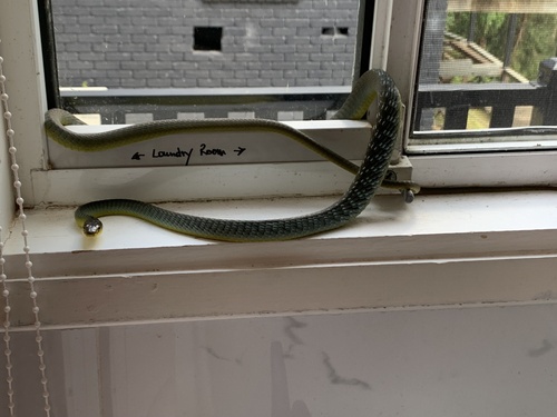 Common Tree Snake sighting