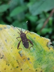 Leptoscelis quadrisignatus image