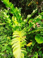 Heliconia wagneriana image