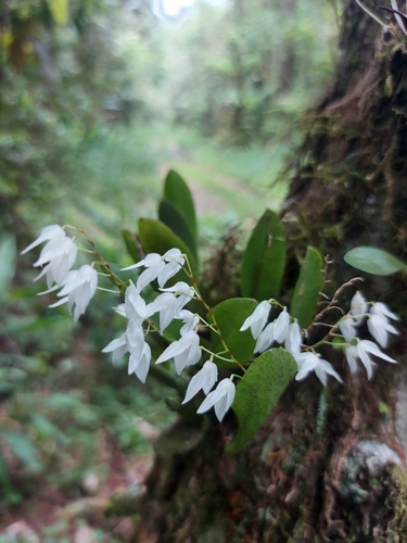 Pleurothallis pterophora
