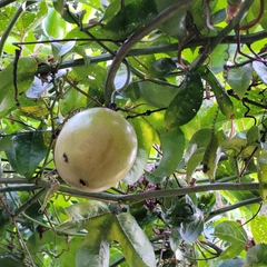 Passiflora edulis image