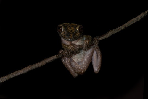 Corythomantis botoque