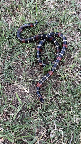 Uruguayan Coralsnake