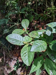 Psychotria subsessilis image