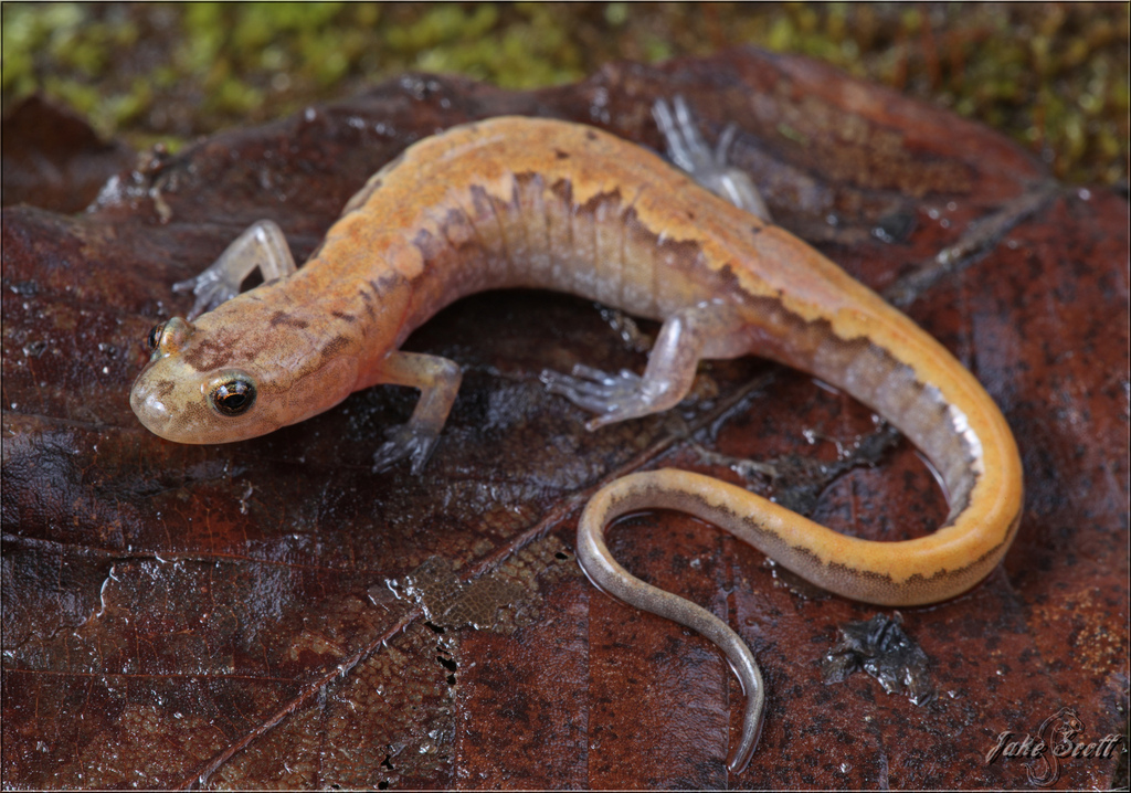 Blue Ridge Dusky Salamander