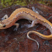 Salamandra Oscura de Blue Ridge - Photo (c) Jake Scott, todos los derechos reservados, subido por Jake Scott