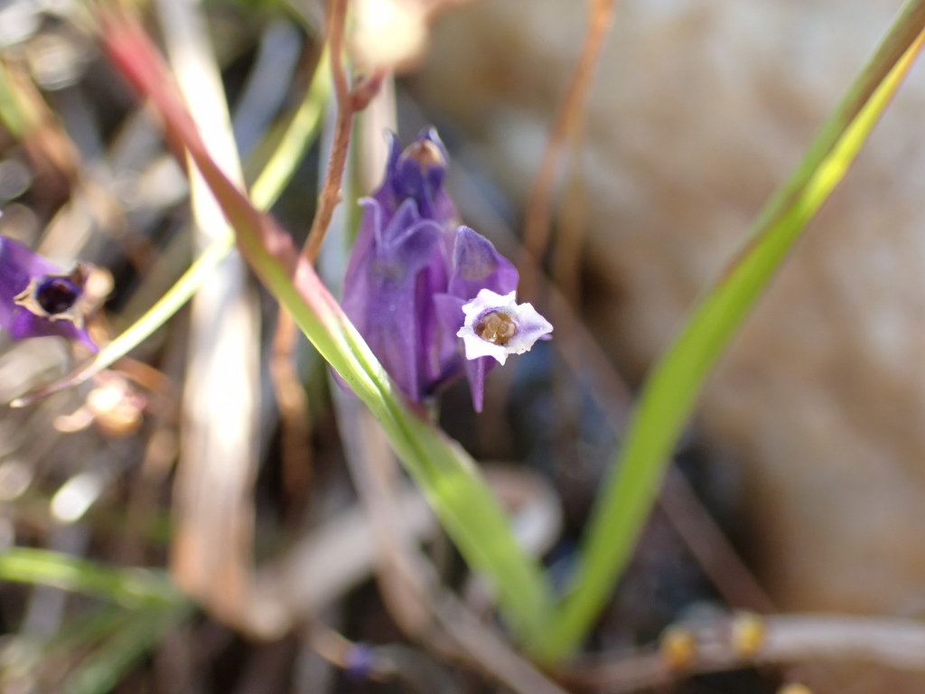 Burmannia Madagascariensis From Bojanala North West South Africa On