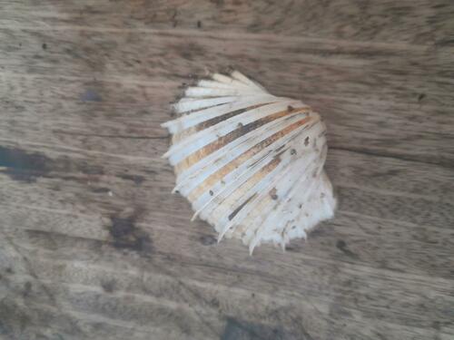 great ribbed cockle