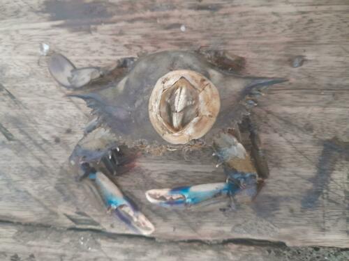 Turtle Barnacle