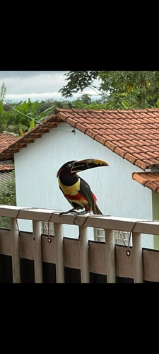 Chestnut-eared Aracari