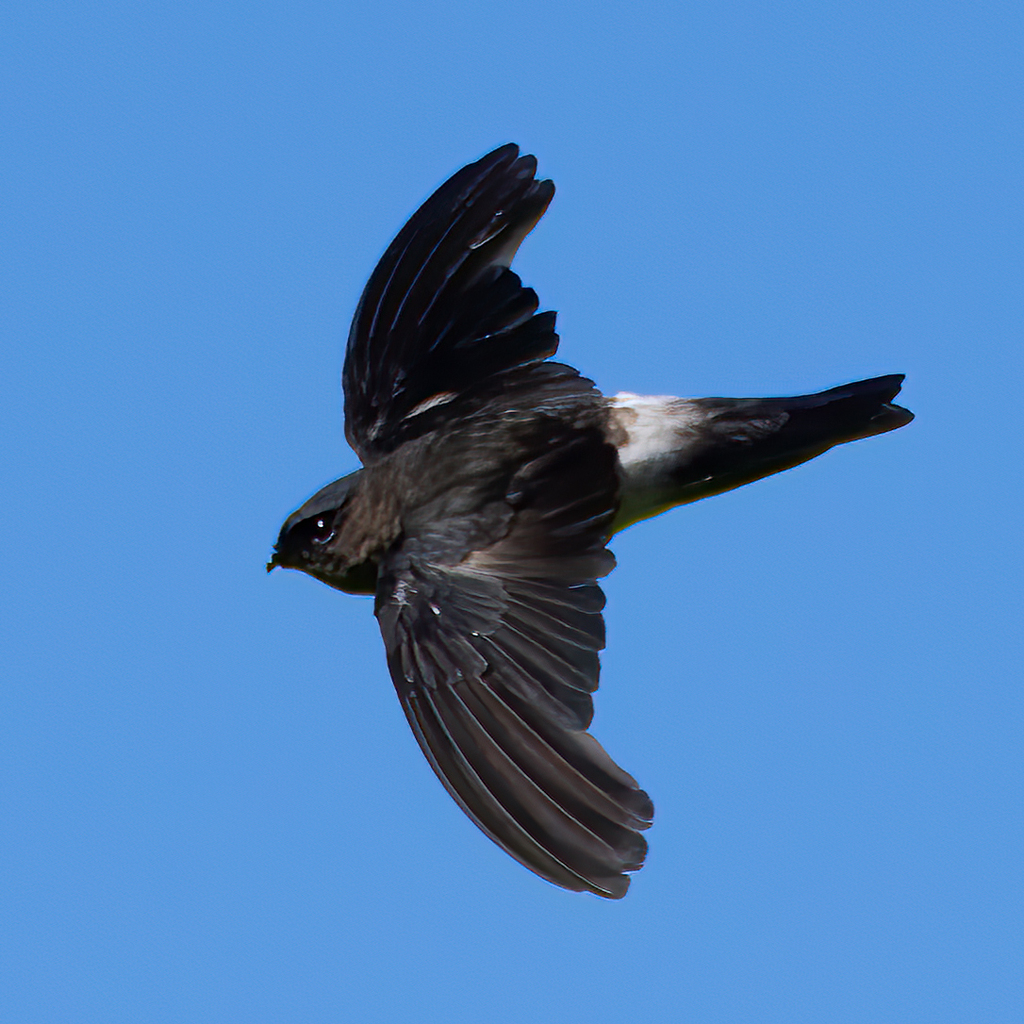 White-rumped Swiftlet photo