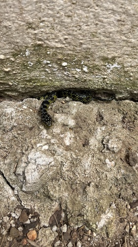 Yellow-bellied Liophis