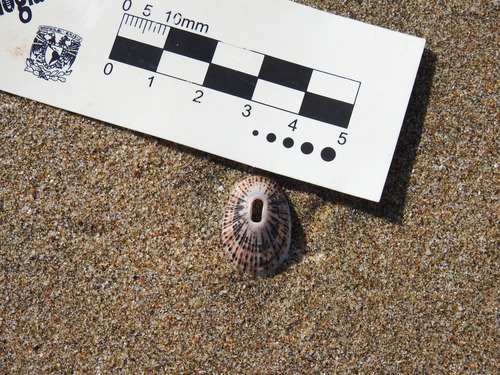 Fissurella gemmata