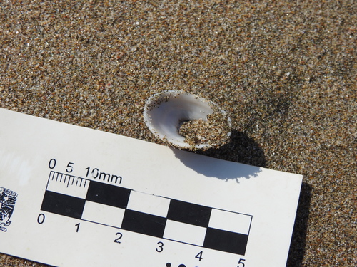 Fissurella gemmata