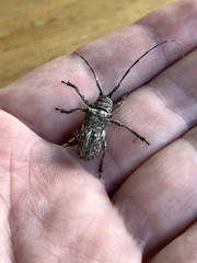 Lochmaeocles basalis image