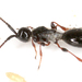 Diapriinae - Photo (c) gernotkunz, todos los derechos reservados, subido por gernotkunz