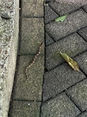 Xenodon rabdocephalus image