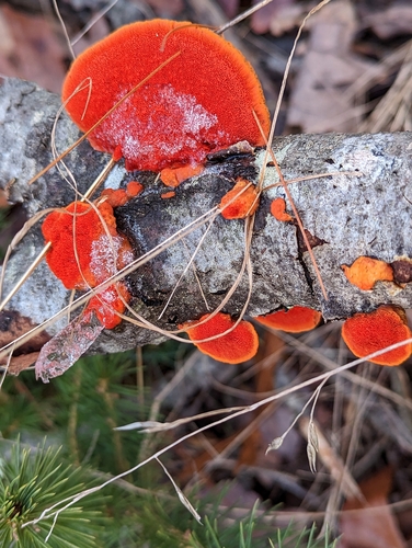 Northern Cinnabar Polypore