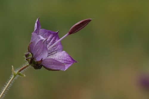 Campanula macrostyla