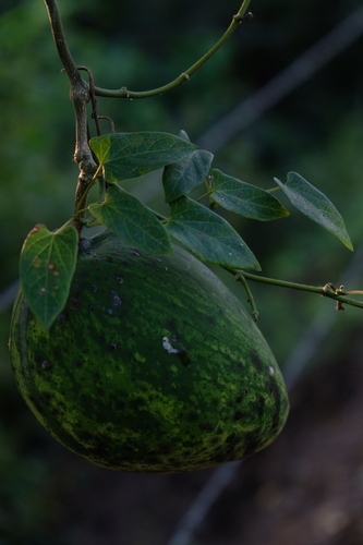 Gonolobus niger (Gonolobus niger)