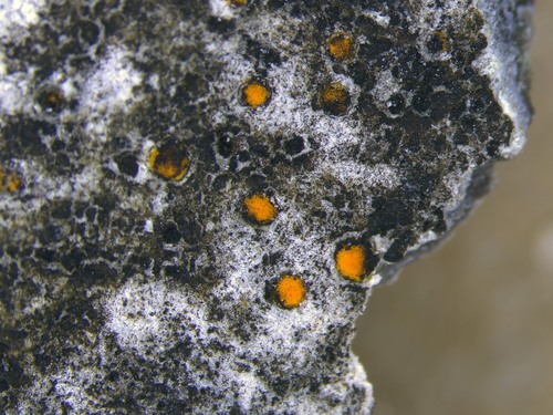 Protoblastenia incrustans