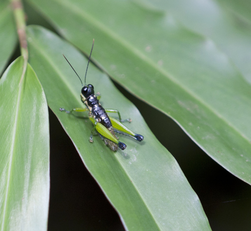 Pterotiltus hollisi