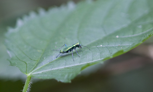 Cylindera colmanti