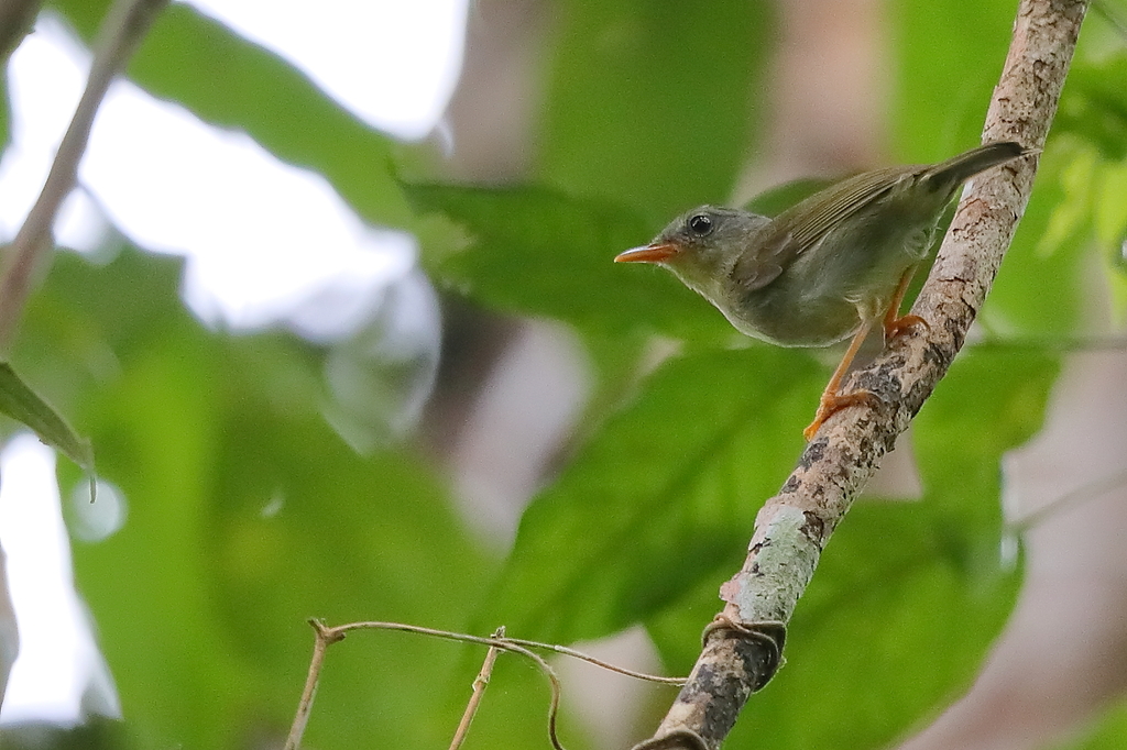 Biak Leaf Warbler photo