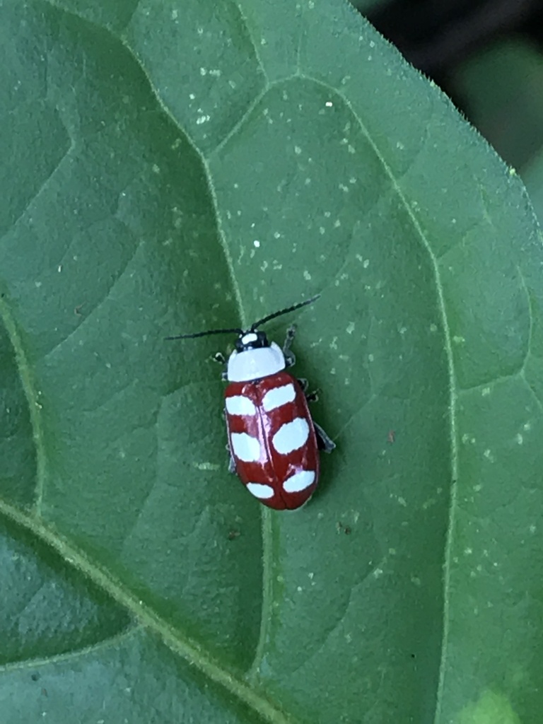 Omophoita personata in November 2020 by geffc · iNaturalist