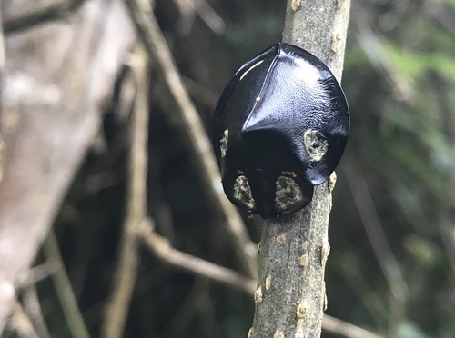 Genus Mesomphalia · iNaturalist