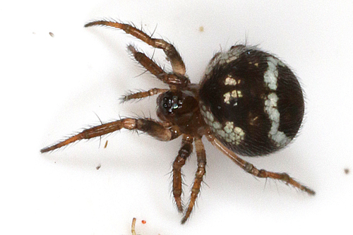 Common Eastern Ray Spider