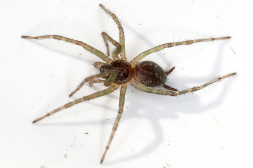 Allagelena gracilens