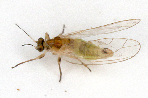 Trioza urticae