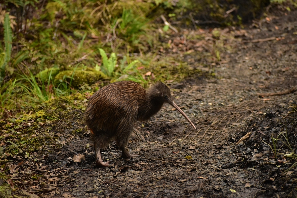 Southern Brown Kiwi (Apteryx australis) · iNaturalist