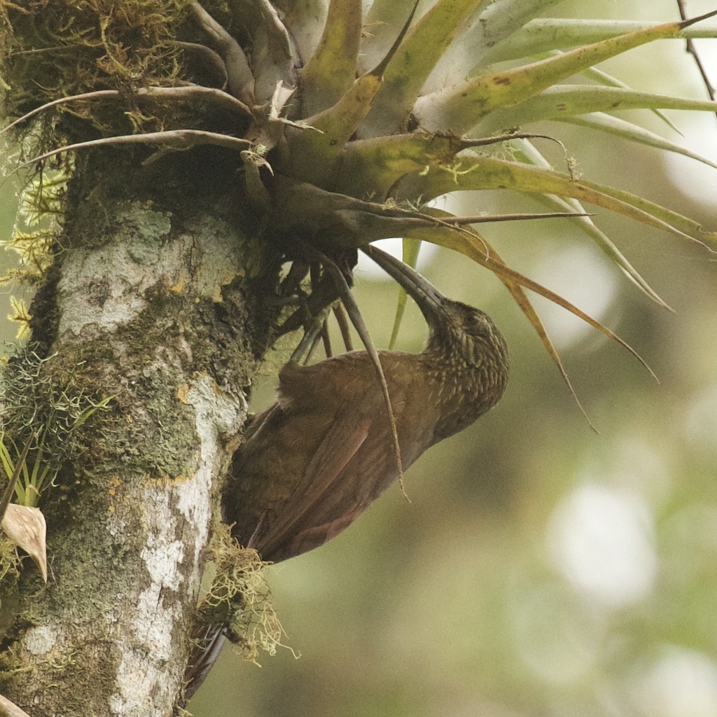 Rand Rudland Strong-billed Woodcreeper from El Dorado Reserve, Santa Marta ...