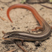 Mole Skink - Photo (c) Jake Scott, all rights reserved, uploaded by Jake Scott