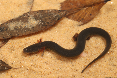Lesser Siren