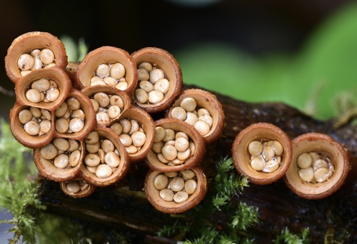 Crucibulum laeve (Huds.) Kambly