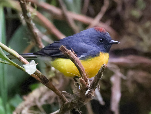 Slate-throated Redstart