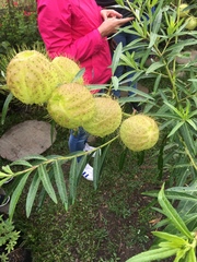 Image of Gomphocarpus fruticosus