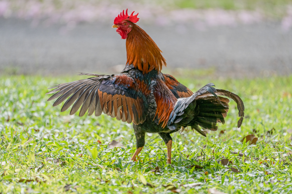 Domestic Chicken (Variety Gallus gallus domesticus