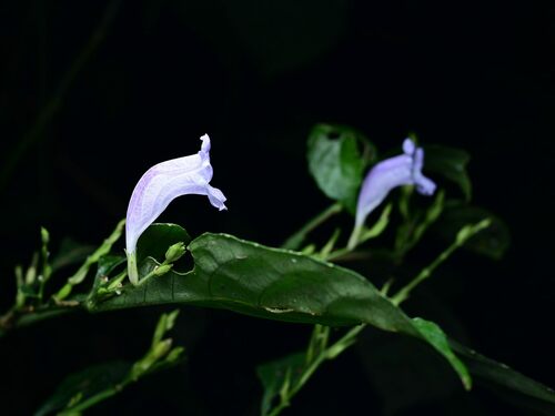Strobilanthes glomerata