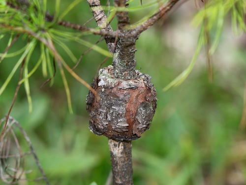 Western Gall Rust