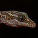 Cyrtodactylus sumonthai - Photo (c) Andaman Kaosung, כל הזכויות שמורות, הועלה על ידי Andaman Kaosung