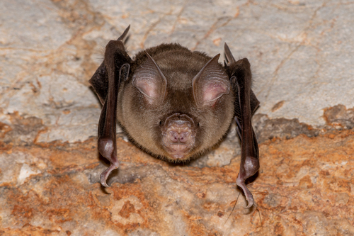 Shield-faced Roundleaf Bat (Hipposideros lylei) — Least Concern Mammalia