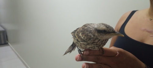 Chalk-browed Mockingbird